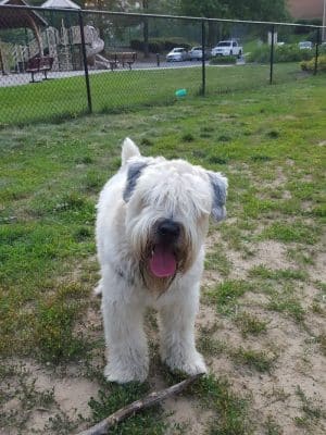 Bonnie Ridge Dog Park