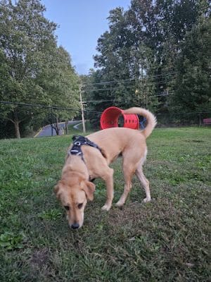 Bonnie Ridge Dog Park