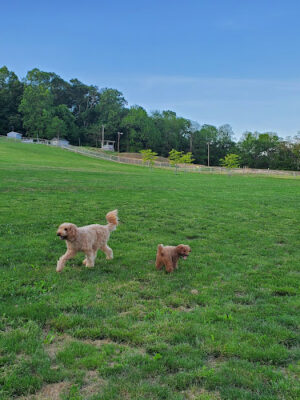 Canine Meadows