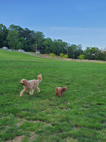 Canine Meadows