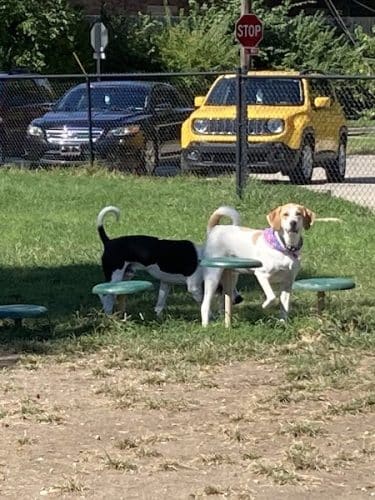Emerson Dog Park