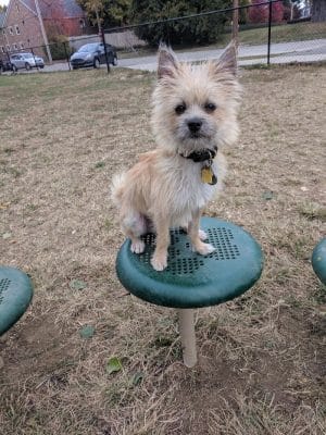 Emerson Dog Park