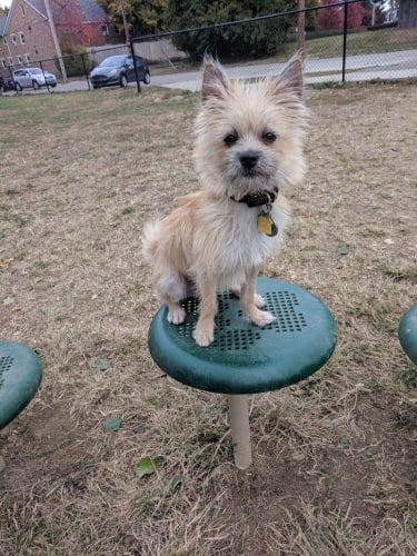 Emerson Dog Park