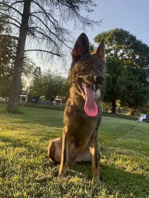 Emerson Dog Park