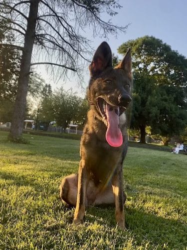 Emerson Dog Park