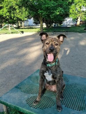 Emerson Dog Park