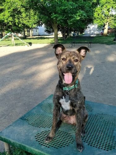 Emerson Dog Park