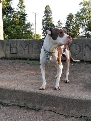 Emerson Dog Park