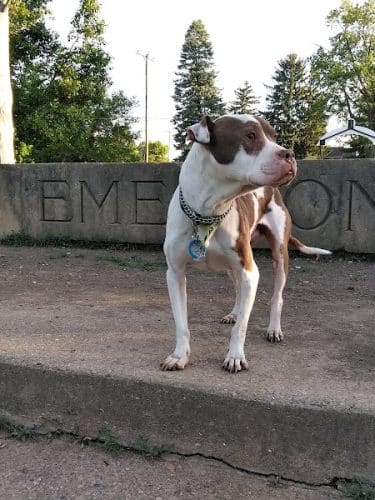 Emerson Dog Park