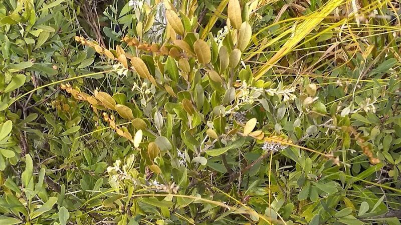Sand Point Marsh Trail - Munising,