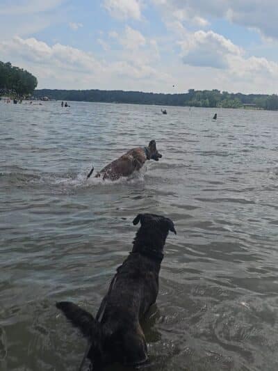 Dog Beach - Munith, MI