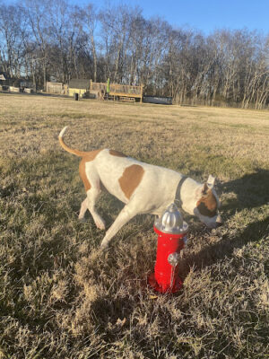 Canterbury Tails Private Dog Park
