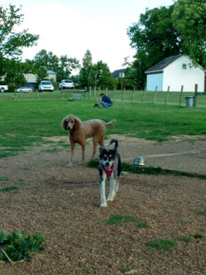 Murfreesboro Bark Park