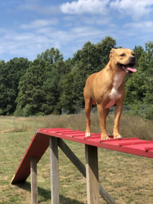Dog Star Ranch