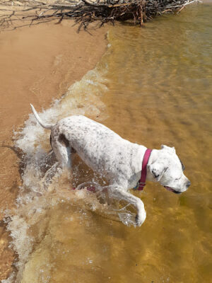Kruse Park Dog Beach