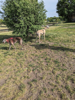 Muskegon Petsafe Dog Park