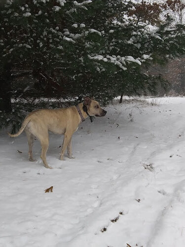 Pine Park