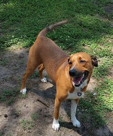 Myrtle Beach Barc Parc North