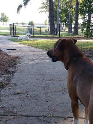 Myrtle Beach Barc Parc North