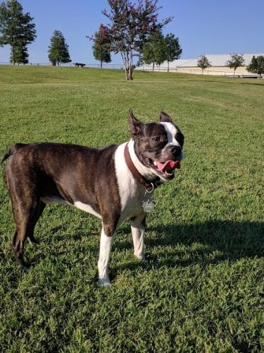 Myrtle Beach Barc Parc North