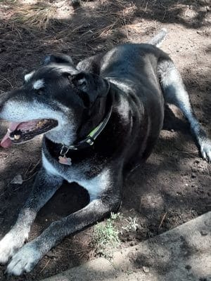 Myrtle Beach Barc Parc North