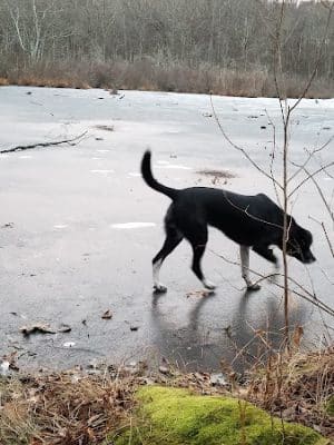 Pequot Woods Park