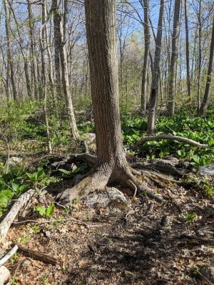 Pequot Woods Park