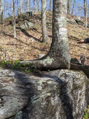 Pequot Woods Park