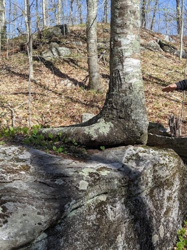 Pequot Woods Park