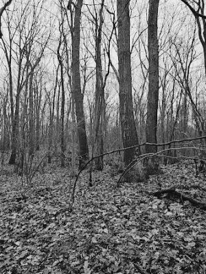 Pequot Woods Park