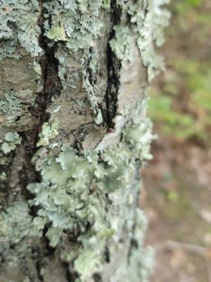 Pequot Woods Park