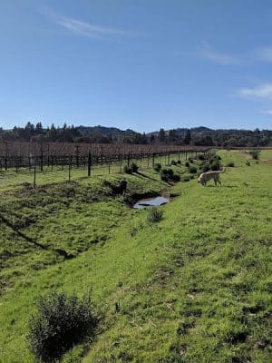 Alston Park Off-Leash Dog Area