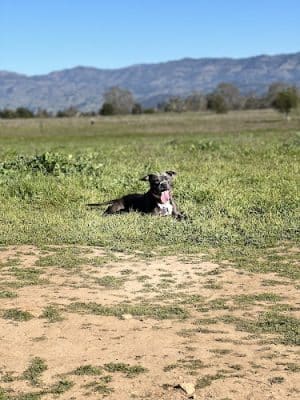 Alston Park Off-Leash Dog Area