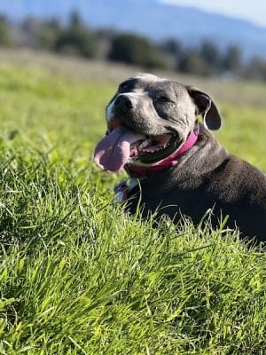 Alston Park Off-Leash Dog Area