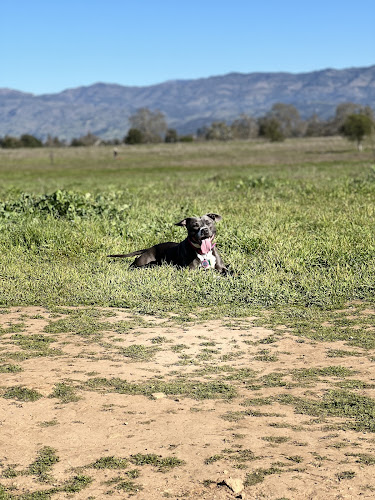 Alston Park Off-Leash Dog Area - Napa, CA