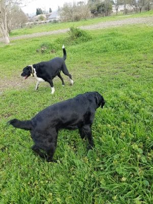 Canine Commons