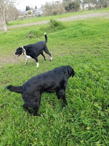 Canine Commons