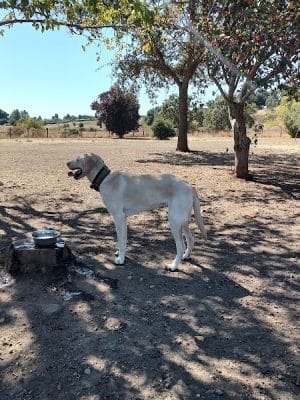 Canine Commons