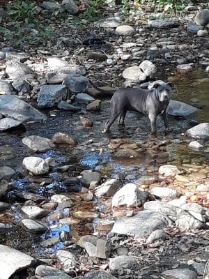 Canine Commons