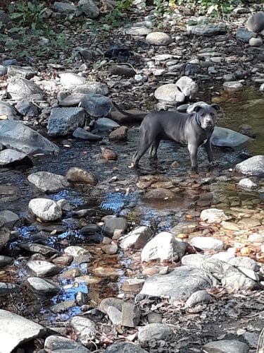 Canine Commons