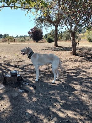 Canine Commons