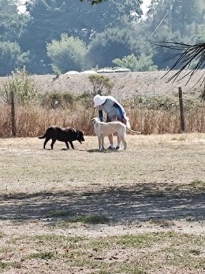 Canine Commons