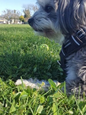 O’Brien Park