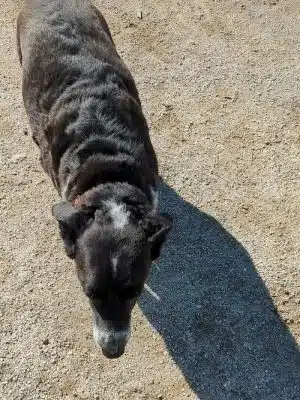 Nashua Dog Park - Membership Required