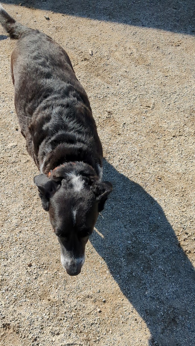 Nashua Dog Park - Membership Required - Nashua, NH