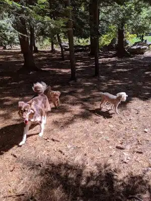 Nashua Dog Park - Membership Required