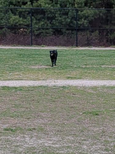 Nashua Dog Park - Membership Required
