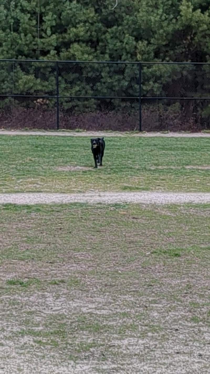 Nashua Dog Park - Membership Required - Nashua, NH