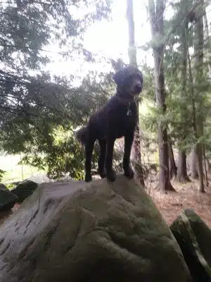 Nashua Dog Park - Membership Required