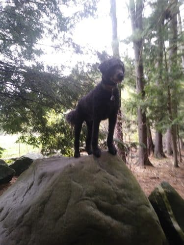 Nashua Dog Park - Membership Required